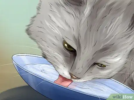 Image titled Care for a LaPerm Cat Step 3