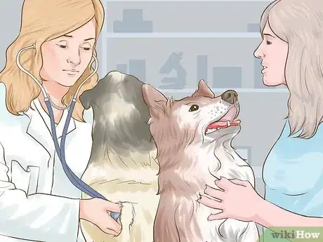 Image titled Adopt Multiple Dogs at One Time Step 13