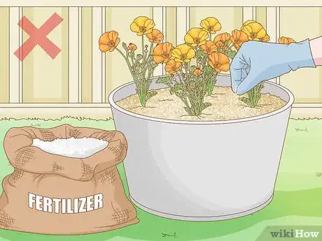 Image titled Grow California Poppies Step 7