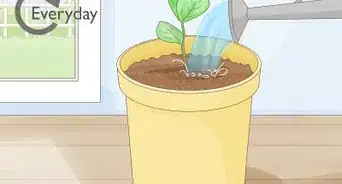 Grow Clusia from Cuttings