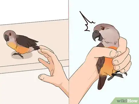 Image titled Handle a Scared Red Bellied Parrot Step 3