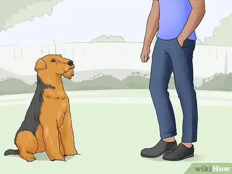 Image titled Identify an Airedale Terrier Step 10