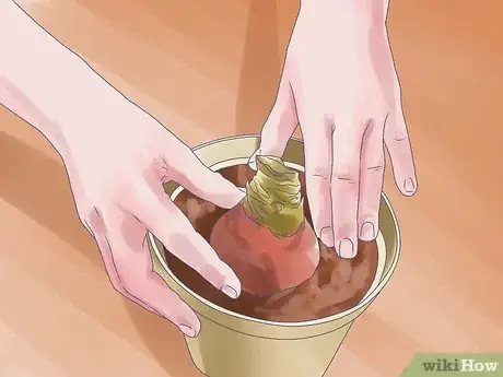 Image titled Care for Amaryllis Flowers Step 9