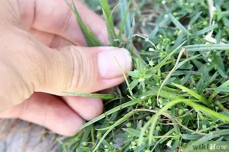 Image titled Care for Flowers Step 19