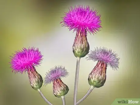 Image titled Root Out Thistles Step 4