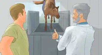 Hand Walk an Injured Horse