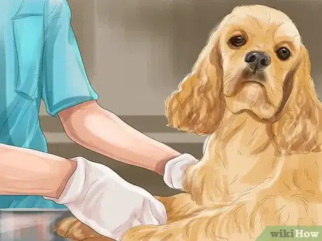 Image titled Identify a Sussex Spaniel Step 12