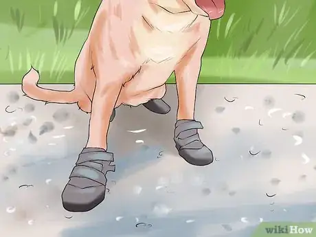 Image titled Protect Pets from Urban Dangers Step 7
