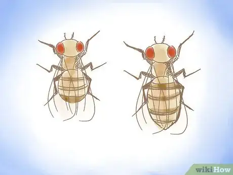 Image titled Distinguish Between Male and Female Fruit Flies Step 1