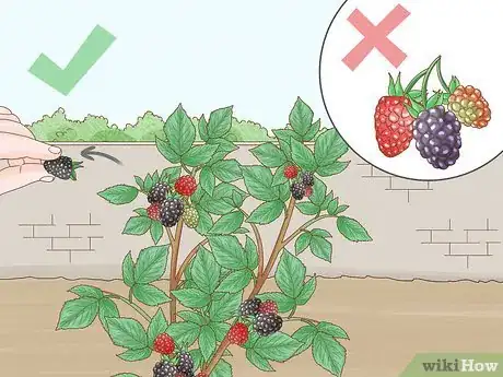 Image titled Harvest Blackberries Step 3
