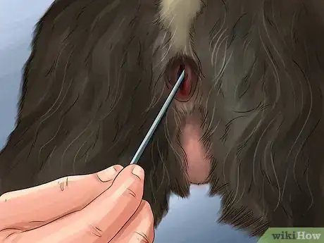 Image titled Know if Your Female Dog Is Ready to Breed Step 6
