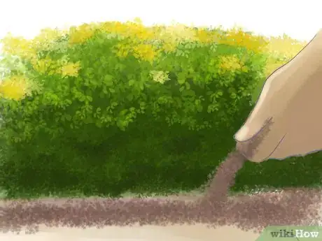 Image titled Grow St John's Wort Step 6