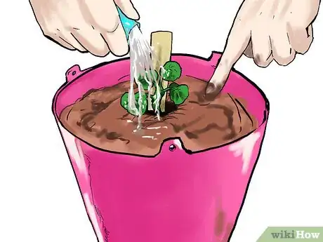 Image titled Grow Geraniums in Pots Step 16