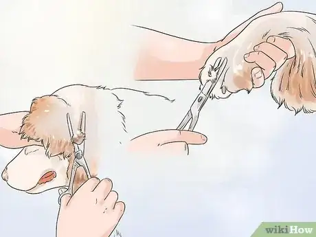 Image titled Choose an Active Dog Step 7