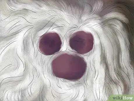 Image titled Diagnose and Treat Flea Allergies in Cats Step 2