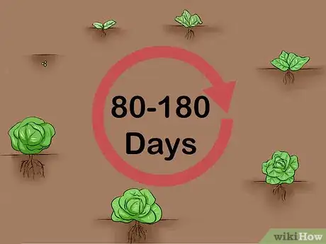 Image titled Plant Cabbage Step 13
