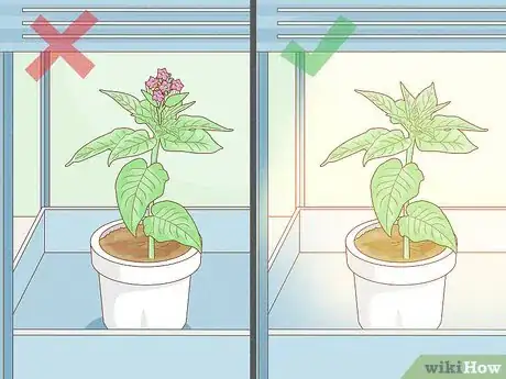 Image titled Grow Tobacco Inside Step 15