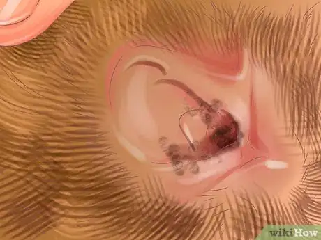 Image titled Collect Bodily Fluid Samples from a Cat Step 3