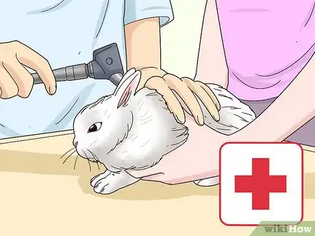 Image titled Care for a Polish Rabbit Step 14