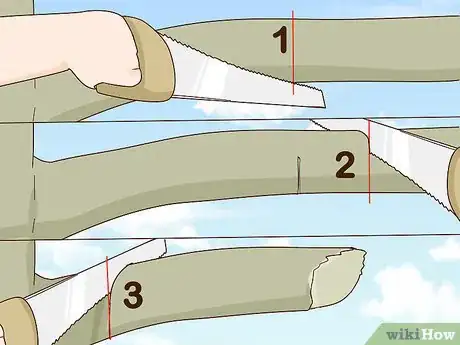 Image titled Prune Arborvitae Step 11