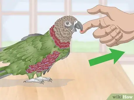 Image titled Handle an Aggressive Hawk Headed Parrot Step 6