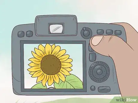 Image titled Plant Turing Sunflowers Step 18