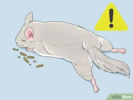 Image titled Handle Calcium Deficiency in Chinchillas Step 2
