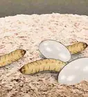 Breed Waxworms