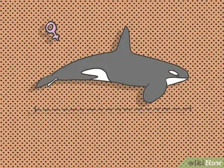 Image titled Identify an Orca Whale Step 3Bullet5
