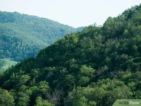 Image titled Survive in the Woods without Hunting Step 5