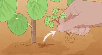 Take Care of a Chinese Money Plant