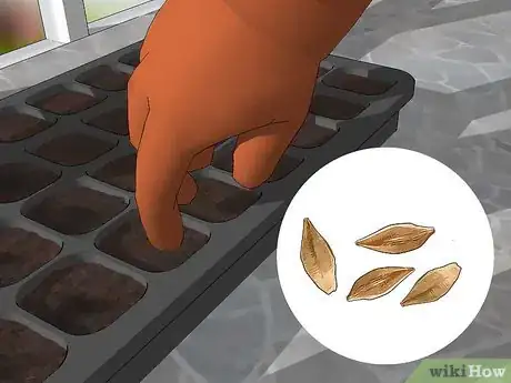 Image titled Grow Gaura Step 3