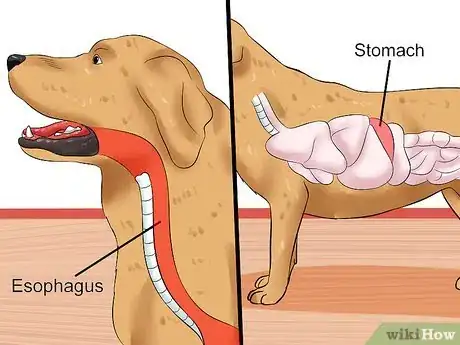 Image titled Cure Frequent Dog Vomiting Step 4