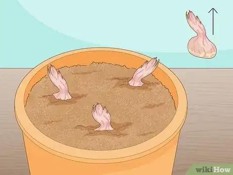 Image titled Grow Saffron Indoors Step 6