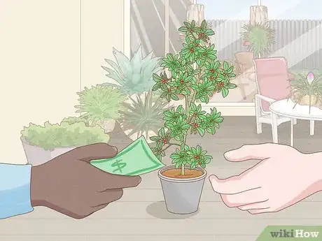 Image titled Grow Miracle Berries Step 1