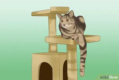 Image titled Take Photos of Adoptable Cats Step 3