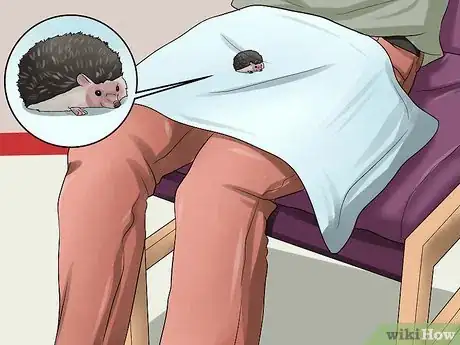 Image titled Help Your Hedgehog Get Used to Handling Step 5
