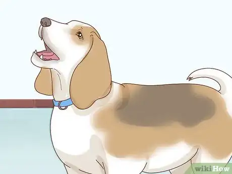Image titled Care for Basset Hounds Step 7