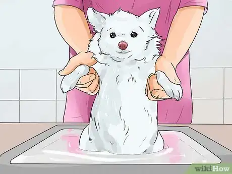 Image titled Care for a Dog with Brain Cancer Step 7