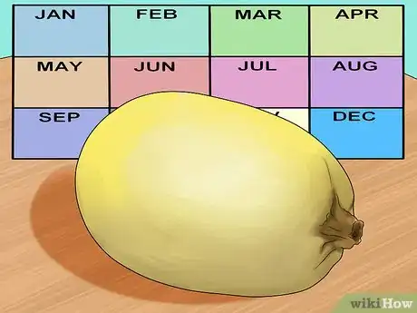 Image titled Buy Spaghetti Squash Step 4