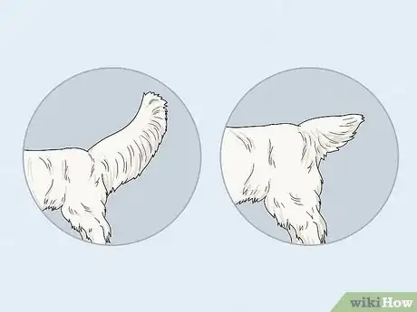 Image titled Identify a Clumber Spaniel Step 6
