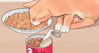 Diagnose and Treat Chylothorax in Cats