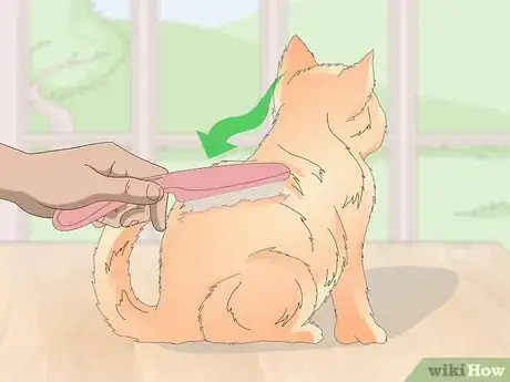 Image titled Keep Your Cat Clean Step 2
