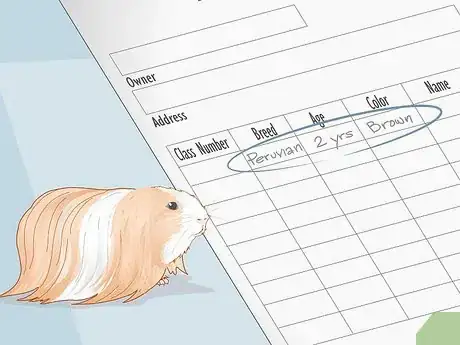 Image titled Prepare a Guinea Pig for Show Step 3