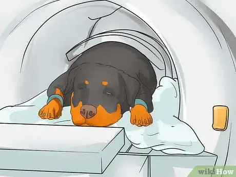 Image titled Diagnose Arthritis in Rottweilers Step 8