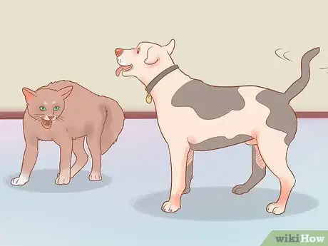 Image titled Keep a Pet When You Have Cats Step 12
