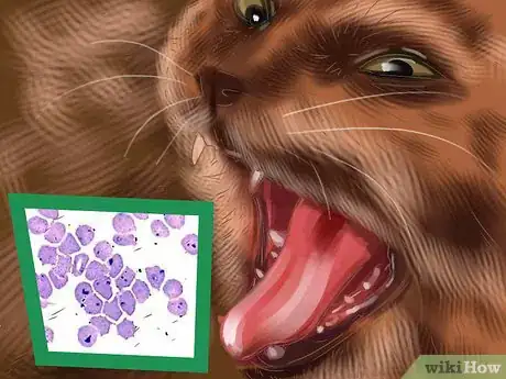 Image titled Diagnose Cytauxzoonosis in Cats Step 3