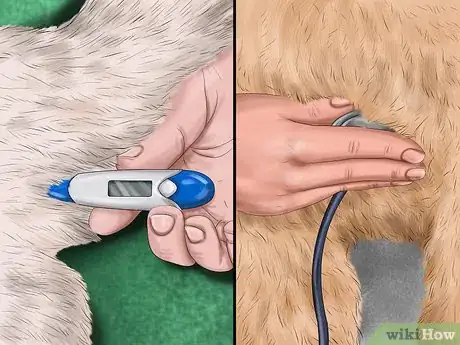 Image titled Help a Dog Suffering from Trauma Step 9