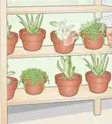 Make a Mini Garden in Your Room