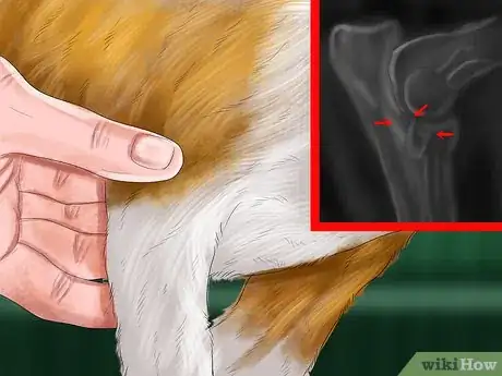 Image titled Diagnose Bone Diseases in Growing Dogs Step 15